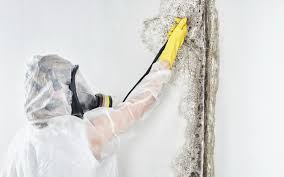 Best Mold Remediation for Vacation Homes  in La Huerta, NM